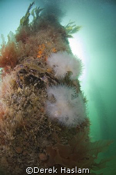 Pier leg. Trefor. North Wales. D200, 10.5mm. by Derek Haslam 